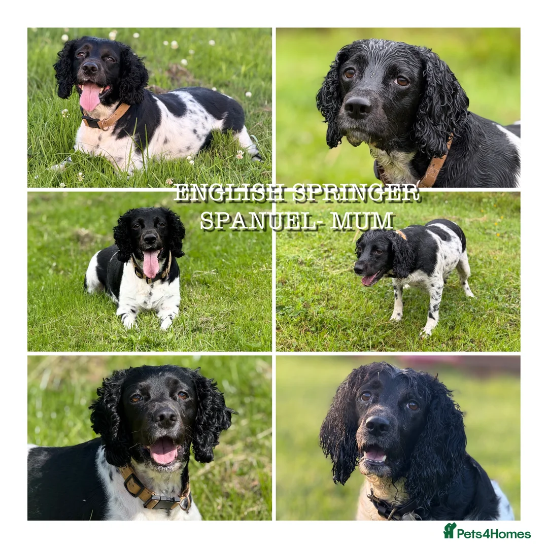 English Springer Spaniel dogs for sale: English springer spaniel puppy for sale  in Bristol - Advert 5