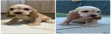 Cocker Spaniel Puppy 8