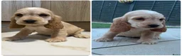 Cocker Spaniel dogs for sale: 🐾STUNNING KC REGISTERED SHOW COCKERS🐾 - Advert 3