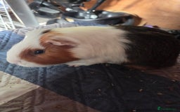 Guinea Pig rodents for sale: Male and female guinea pigs  - Image 2
