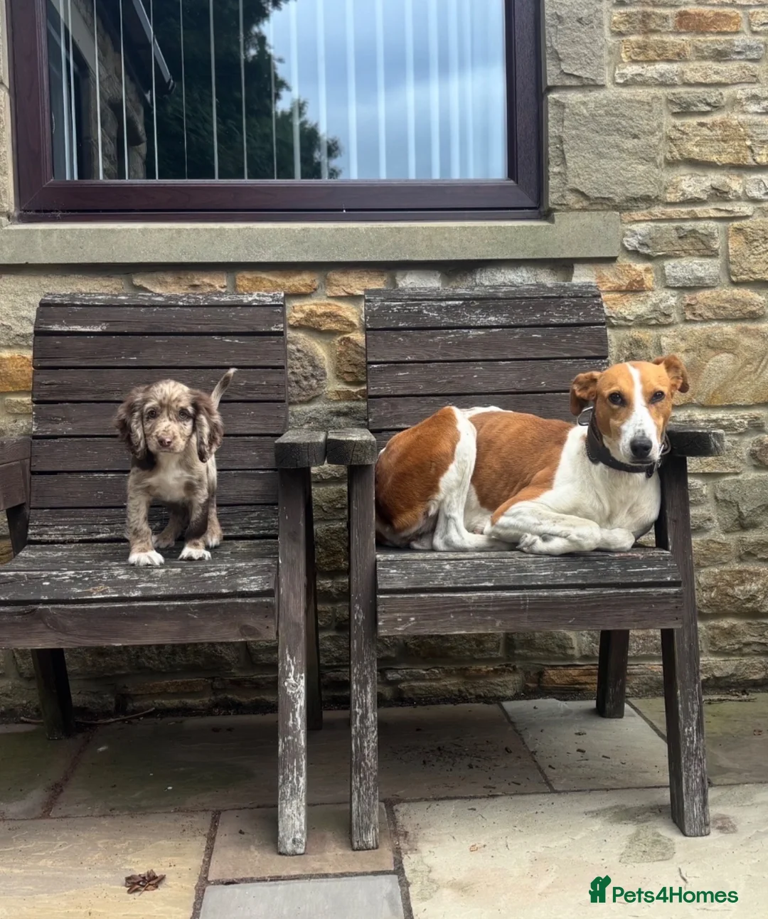 Cocker Spaniel dogs for sale: Cocker spaniel   - Advert 3