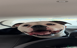 American Bulldog dogs for sale: American bulldog - Image 23
