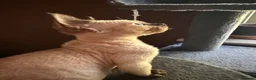 Devon Rex cats for sale: Two mischievous Devon Rex boys  - Advert 12