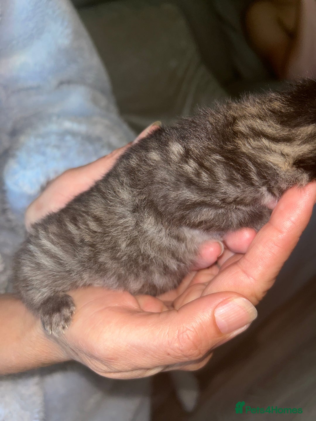 Ragdoll cats for sale: 2 girls 2 boys ragdoll cats  - Image 3