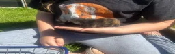 Guinea Pig rodents for sale: Baby Boy/Boar & Baby Girl/Sow Guinea Pigs, Teddy - Advert 8