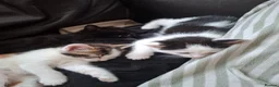 Mixed Breed cats for sale: 3 adorable little boys. in Mountain Ash - Advert 3