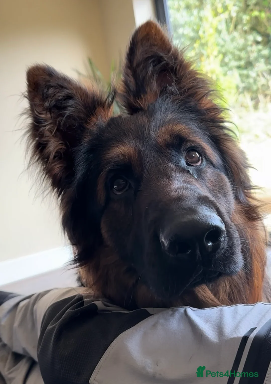 German Shepherd dogs for sale: Outstanding 3 year old KC reg male  - Advert 7