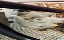 Mixed Breed cats for sale: One boy and 2 girls looking for home - Image 2