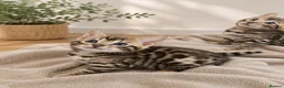 Bengal cats for sale: 3 Bengal kittens left  - Advert 4