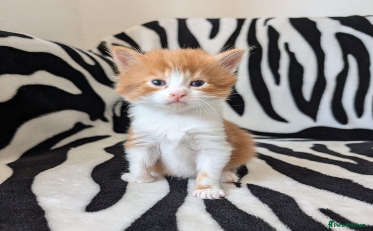 Mixed Breed cats - Advert 13