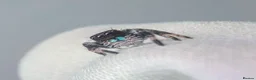 Spiders invertebrates for sale: JUMPING SPIDERS - Advert 2