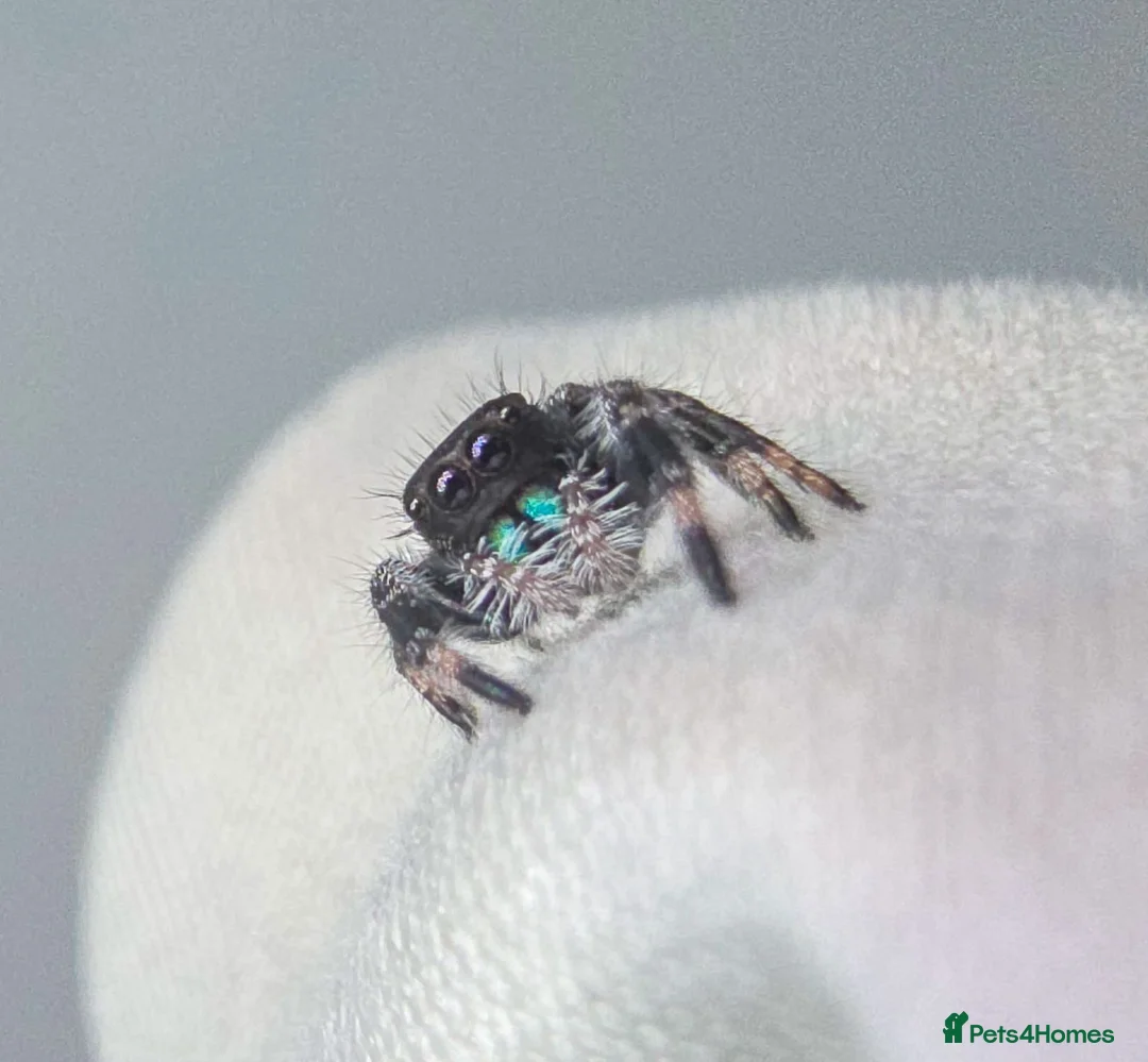 Spiders invertebrates for sale: JUMPING SPIDERS - Advert 2