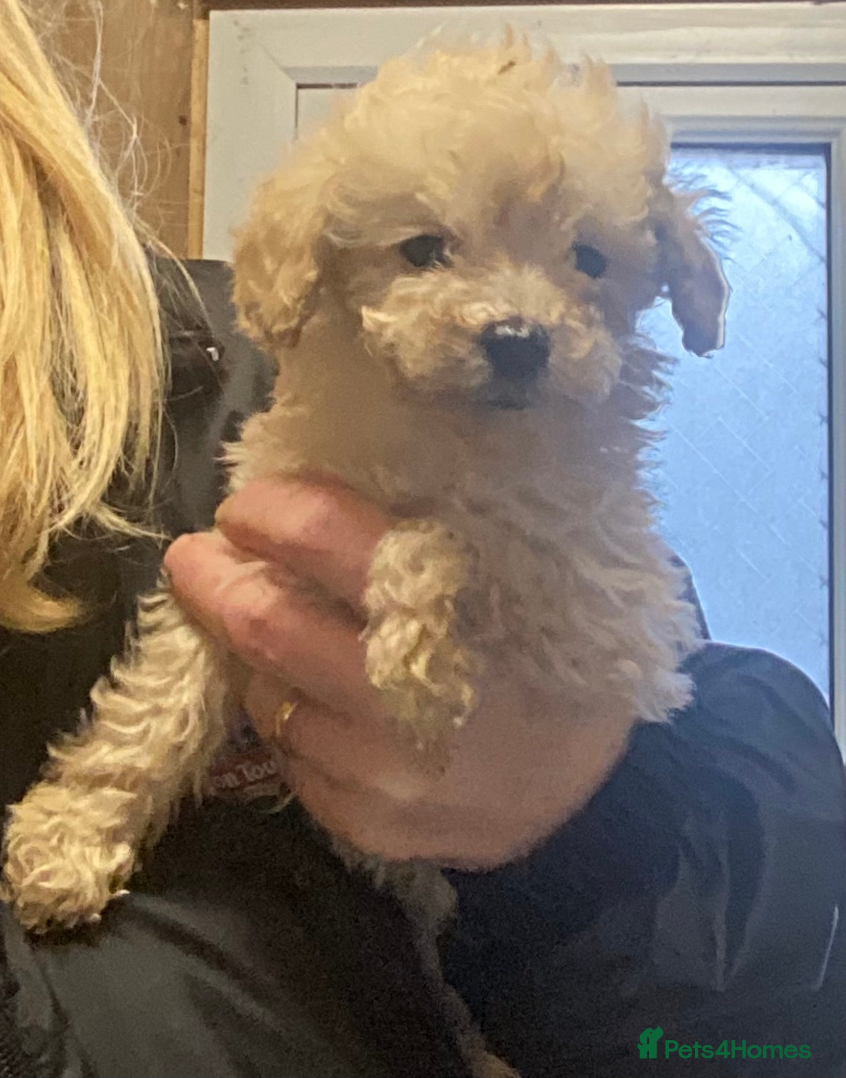 Doxiepoo dogs Beautiful toy poodle 3/4 puppies - Advert 3