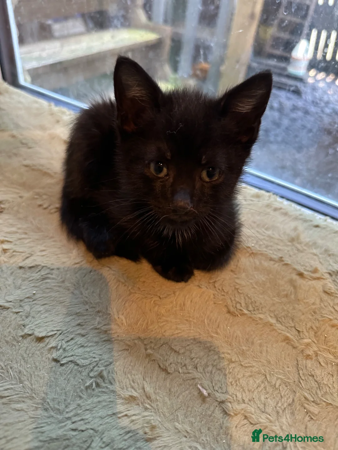 Mixed Breed cats for sale: READY FOR OUR NEW FAMILY  - Advert 2