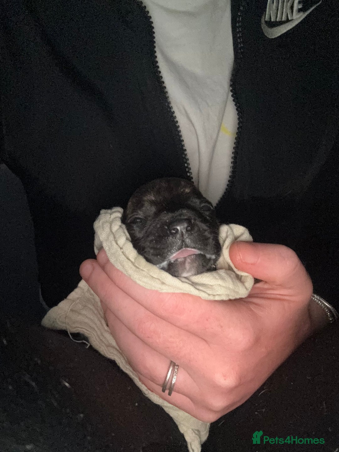 Staffordshire Bull Terrier dogs for sale: 2 blue male staff, 1 brindle girl staff  - Image 1