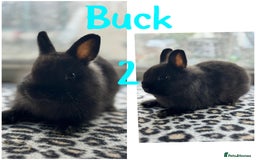 Netherland Dwarf rabbits for sale: Pure breed Netherlands male and female  - Image 6