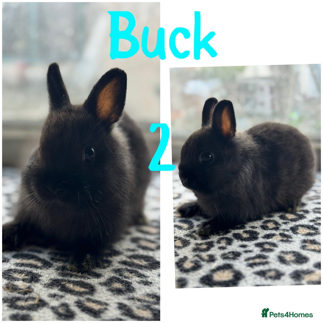 Netherland Dwarf rabbits for sale: Pure breed Netherlands male and female  - Image 6
