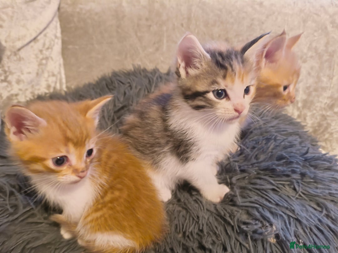 Maine Coon cats for sale: Half Maine coon ready to leave now - Image 15