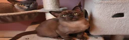 Burmese cats for sale: Beautiful Healthy Burmese  - Advert 1