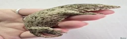 Gecko reptiles for sale: Leachianus Gecko will be high pinks/ high pattern  - Advert 3