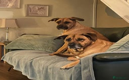 Mixed Breed dogs for sale: Roxy & lexi please read advert  - Image 2