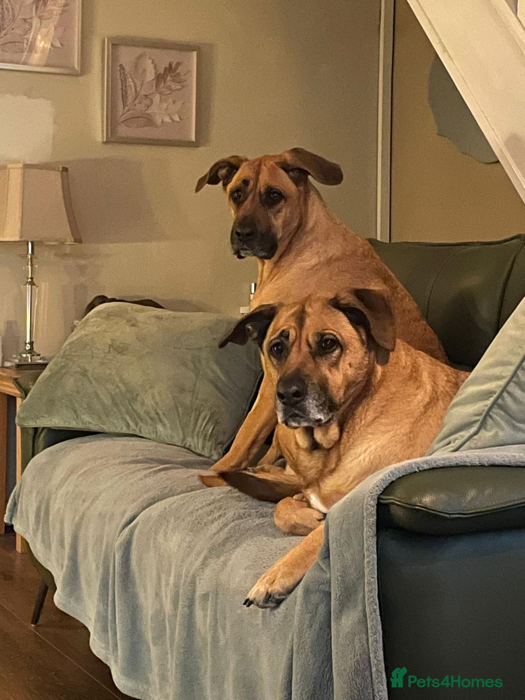 Mixed Breed dogs for sale: Roxy & lexi please read advert  - Image 2