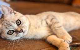 British Shorthair cats for sale: ✨LAST KITTEN LEFT✨OPEN TO OFFERS FOR RIGHT HOME✨ - Image 7