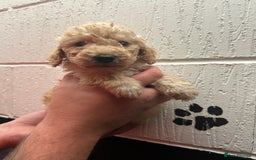 Schnoodle dogs for sale: Beautiful Schnoodle puppys - Image 7