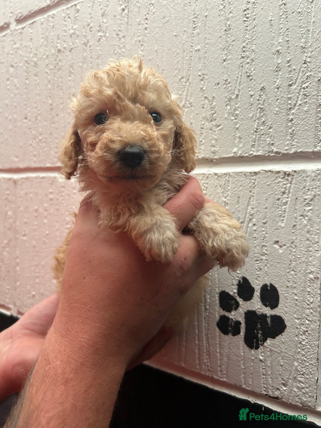 Schnoodle dogs for sale: Beautiful Schnoodle puppys - Image 7