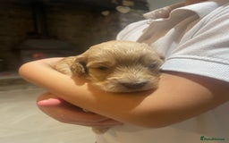 Cockapoo dogs for sale:  5⭐️ genetics F1b cockapoo apricot, chocolate - Image 11