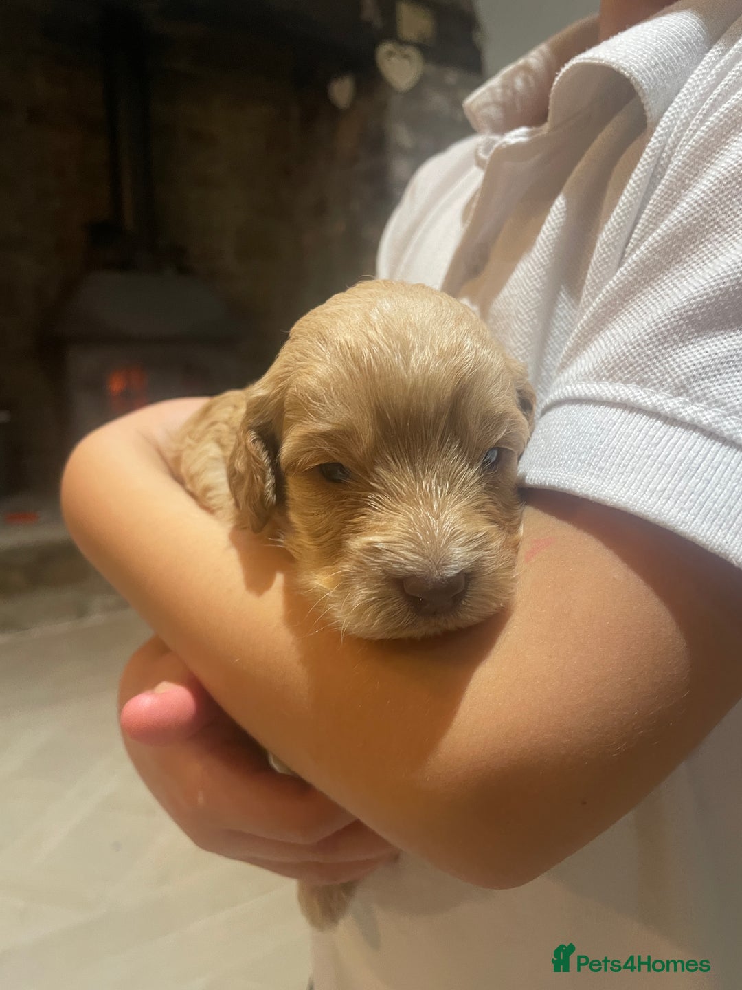 Cockapoo dogs for sale:  5⭐️ genetics F1b cockapoo apricot, chocolate - Image 11