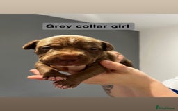 Mixed Breed dogs for sale: Staffy mix pups  - Image 15