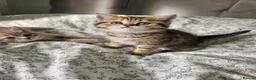 British Shorthair cats for sale: British Shorthair kittens!  - Advert 27