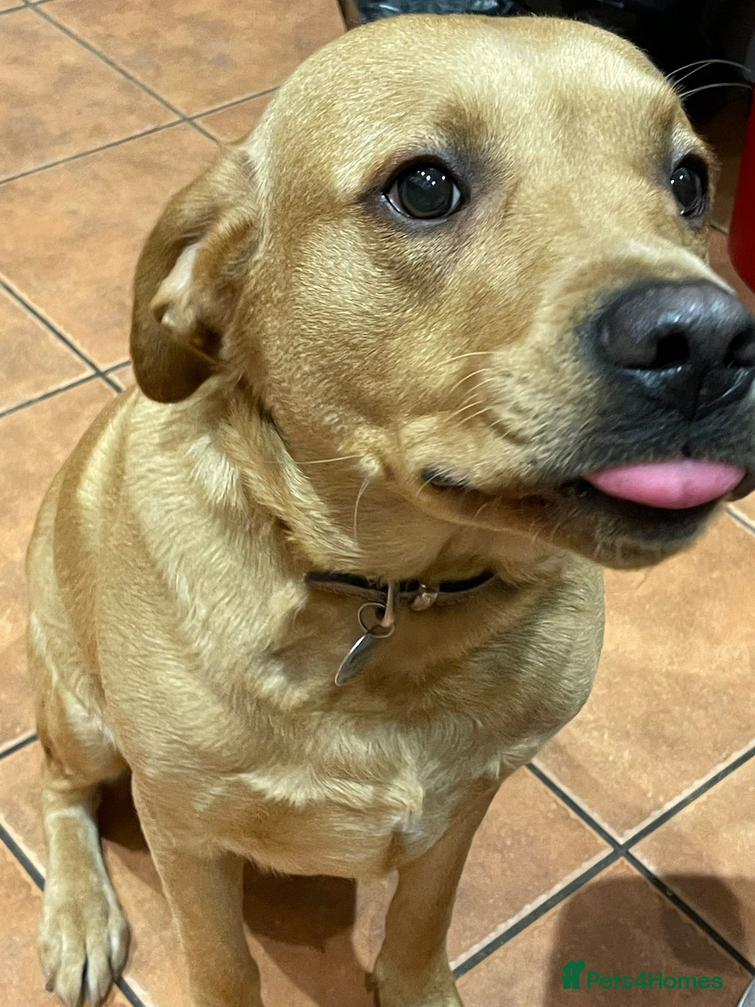 Labrador Retriever dogs for sale: Friendly Labrador needs loving home  - Advert 2