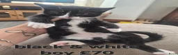 Mixed Breed cats for sale: Mixed fur babies - Advert 6