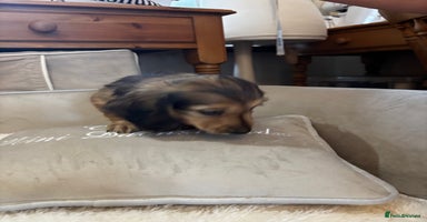 Miniature Dachshund dogs - Advert 3