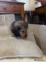 Miniature Dachshund dogs - Advert 16