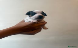 Jack Russell dogs for sale: Beautiful Jack Russell Litter - Image 21