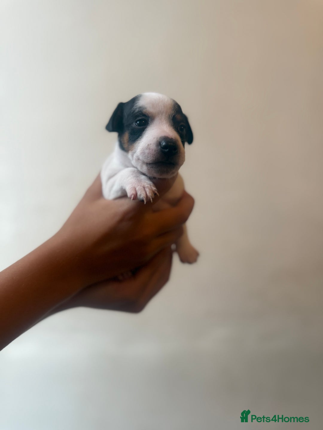 Jack Russell dogs for sale: Beautiful Jack Russell Litter - Image 21