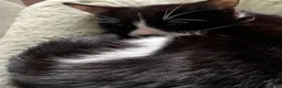 Domestic Shorthair cats for sale: 1 Year Old Needs Rehoming in London - Advert 3