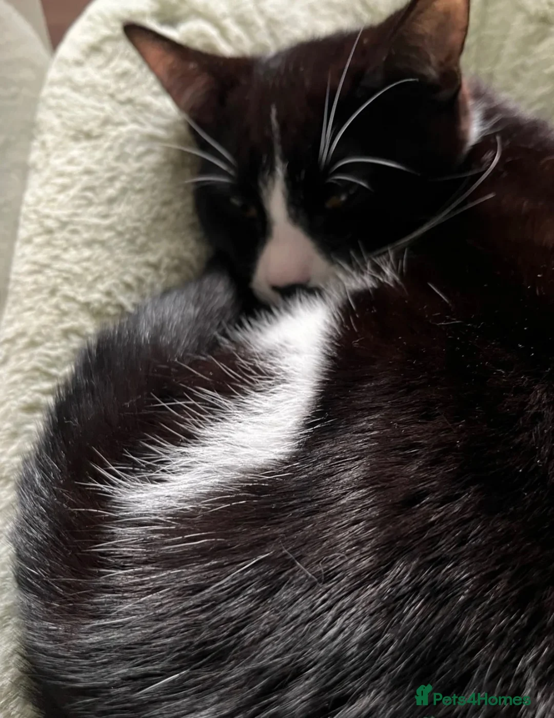 Domestic Shorthair cats for sale: 1 Year Old Needs Rehoming in London - Advert 3