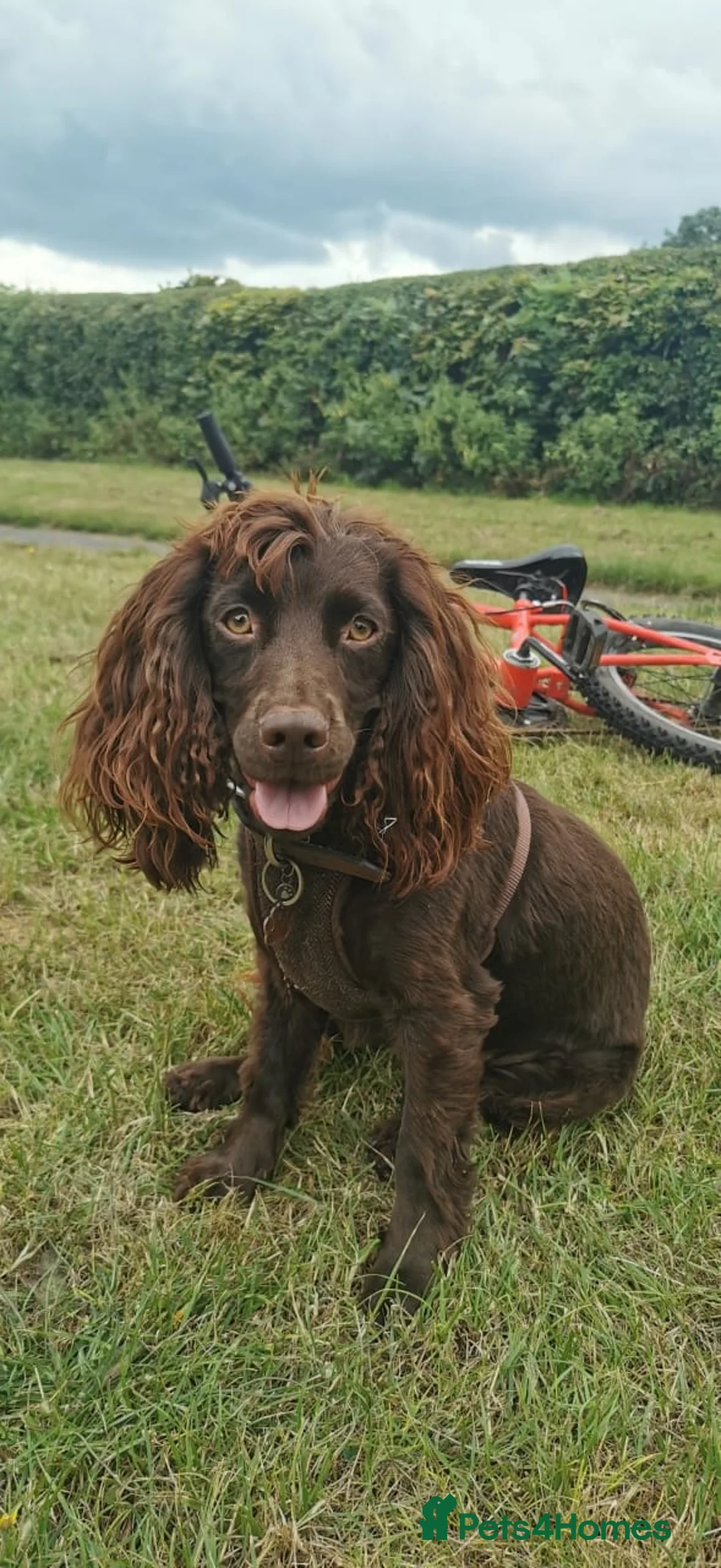 Cocker Spaniel dogs for sale: Our 2 cocker spaniel boys - Advert 2