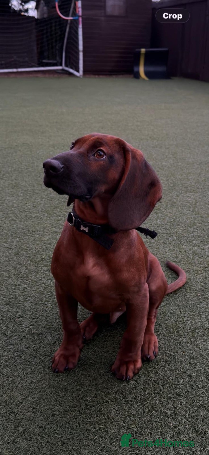 Bavarian Mountain Hound dogs Bavarian Mountain Hound Dog breed - Advert 3