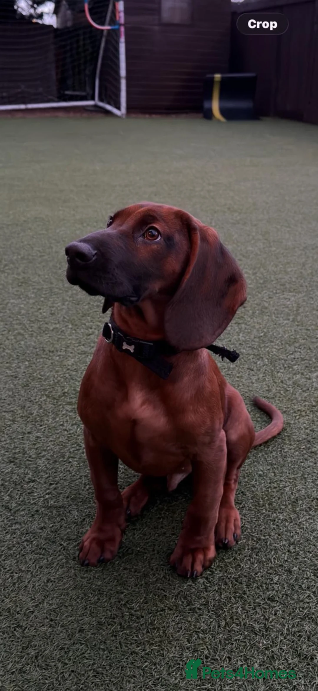 Bavarian Mountain Hound dogs for sale: Bavarian Mountain Hound Dog breed - Advert 1