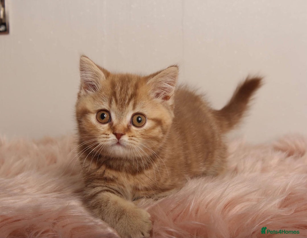 British Shorthair cats for sale: Gorgeous BSH Kittens  - Image 6
