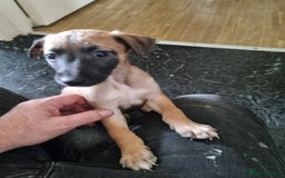 Lurcher dogs for sale: Greyhoundxwhippet cross whippetxgreyhound  - Image 3