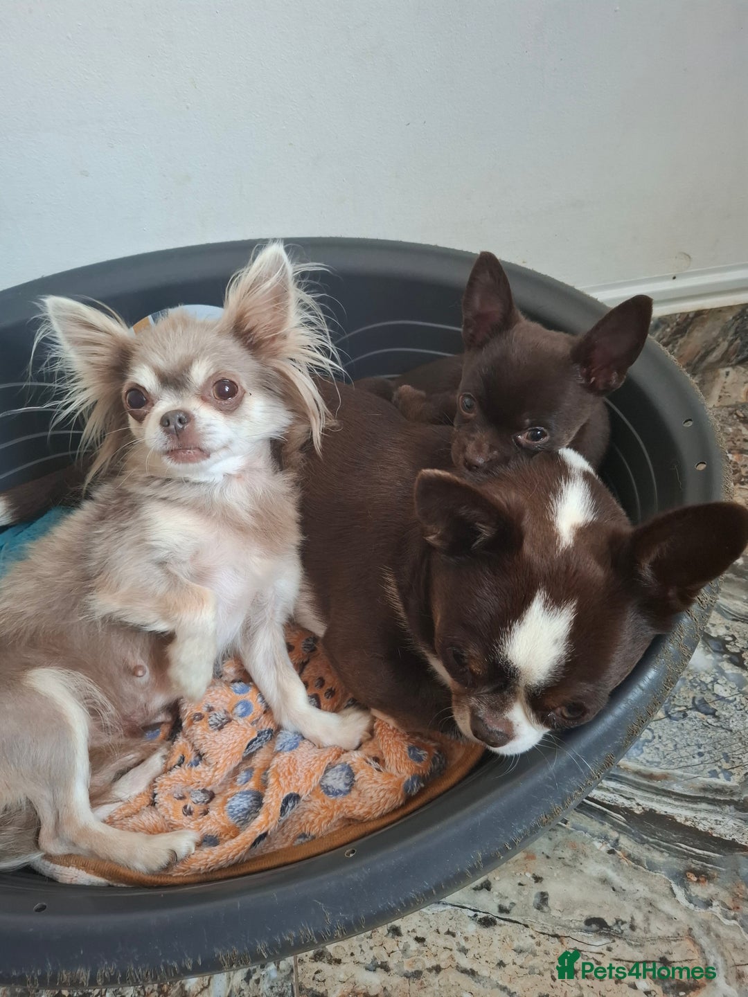 Mixed Breed dogs for sale: Chihuahua/Mix Boy Puppy for sale - Image 10