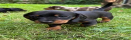 Miniature Dachshund dogs for sale: ADORABLE Miniature Dachshund KC Pups  - Advert 9
