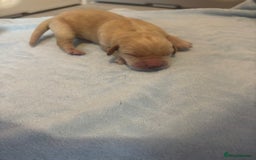 Labrador Retriever dogs for sale:  Labrador puppies - Image 14