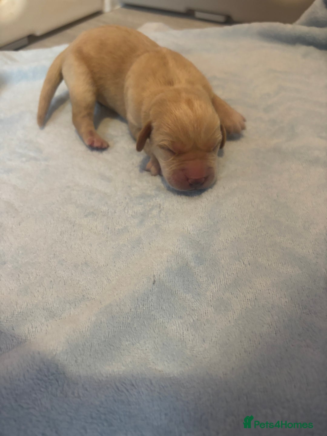 Labrador Retriever dogs for sale:  Labrador puppies - Image 14